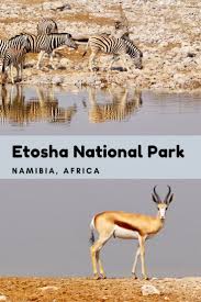 Etosha National Park Self Drive Safari In Namibia Erika S Travels In 2020 National Parks Africa Travel Africa Travel Guide
