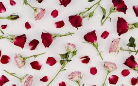 A wide variety of wooden roses options are available to you, such as occasion, type. Gianna Michaels Brunettes Actress Red Background Florals Hd Wallpaper Peakpx