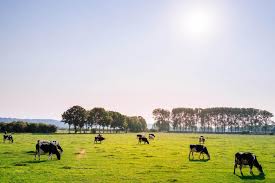 Zwolnienia z podatku rolnego – dla kogo są możliwe?