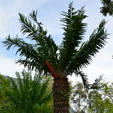 Image result for Encephalartos gratus