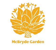 Image result for Artabotrys stolzii