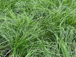 Image result for Festuca