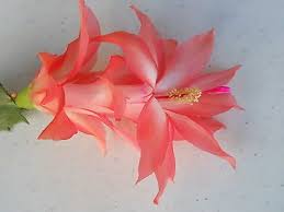 Keeping the lights on can cause. 40 Christmas Cactus Ideas Christmas Cactus Cactus Christmas