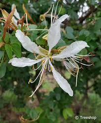 Image result for Bauhinia bowkeri