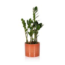 Image result for Zamiokulkas Zamioculcas