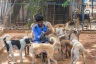 Rescue,Love,Save-1000's of Suffering Animals.India - GlobalGiving