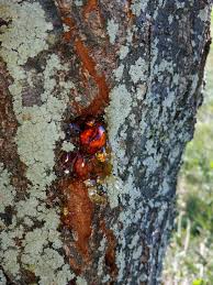 It may not be an issue, depending on the type of tree or time of year you see it. How To Treat Gummosis What Causes Gummosis Disease In Plants