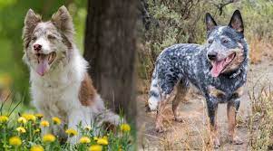 Blue heeler border collie mix appearance. Border Collie Vs Australian Cattle Dog Blue Heeler Breed Comparison