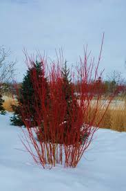 Bright red, flowering dogwood (cornus florida) fruit are eaten by migrating birds in the late fall. Redosier Dogwood Umn Extension