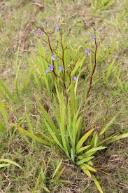 Image result for Aristea angolensis