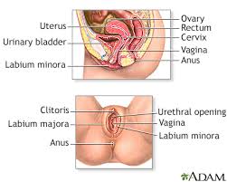 The infection's severity and the type of treatment you choose. Vaginal Yeast Infection Information Mount Sinai New York