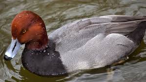 Image result for Amphiasma redheadii