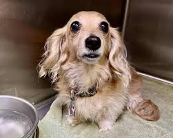 Choose a training program that is appropriate for your beagle's age. How Much Does It Cost To Neuter A Dog Near Me Paoli Vetcare