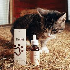 Our feline cbd relief cream is administered by gently rubbing the lotion onto the internal skin of the cat's ears. Cbd For Cats Benefits Safety And Dosage Calyx Wellness