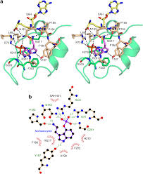 Methyl transfer in psilocybin biosynthesis