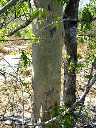 Image result for Guibourtia schliebenii