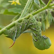 The hornworm is just one type of worm that will eat tomato plants. Tomato Hornworm Control Planet Natural