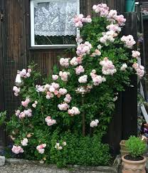 Pin Von Momay Chanakarn Auf Ums Haus Kletterrosen Rosen Garten