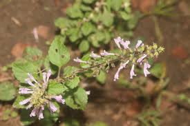 Image result for Orthosiphon thymiflorus