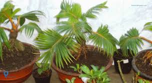Maybe you would like to learn more about one of these? Komunitas Bonsai Kelapa Dari Hobi Jadi Bisnis