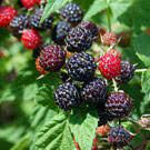 We did not find results for: Various Hybrid Thorny Blackberry Plants Willis Orchards Willis Orchards