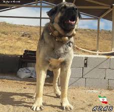 Azab From Iran Kopek