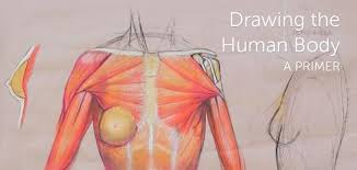 A diagrammatic drawing of the jaw; Drawing The Human Body For Kids