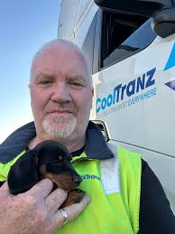 Weimaraner dogs riding in cars