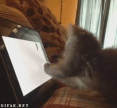 Icatmeme Gifs Get The Best Gif On Giphy