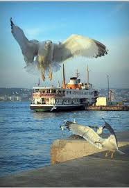 Istanbul Dilek Gurgol Istanbul Geziler Resimler