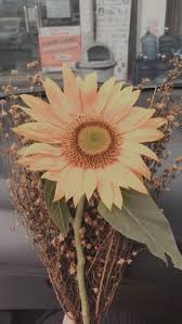 Pin Oleh Yohanes Suwondo Di Flower Fotografi Bunga Poster Bunga Lukisan Bunga Matahari