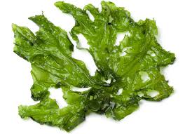 Nah, agar tidak bingung memilih, simak rumput taman satu ini sangat ideal untuk mengendalikan risiko erosi di lahan. 12 Jenis Rumput Laut Yang Harus Kamu Coba Cairo Food