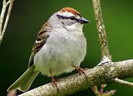 Michigan Bird With Black And White Striped Head Building Skills The 4 Keys To Bird Identification Backyard Birds Pet Birds Wild Birds