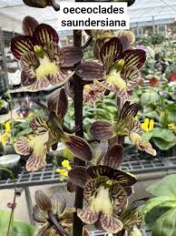 Image result for Oeceoclades saundersiana