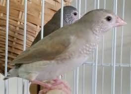 Bird Aviary For Sale Nsw Star Finches Cinnamon And Blue In The Background Shared From The Nfss Facebook Group Pet Rodents Birds Finch