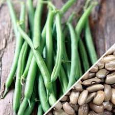 We did not find results for: Bean Pole Kentucky Wonder Brown Seedsnow Com