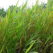 Image result for Phalaris
