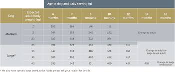 How Much Should I Feed My Dog Dog Feeding Guide James