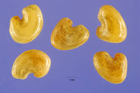 Image result for Crotalaria pallida