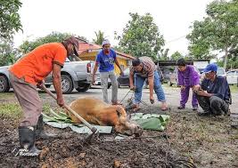 Masih ada amalan di mana daging korban dibahagi tujuh, manakala bahagian tertentu (biasanya kepala) diperuntukkan kepada tukang. Selamat Hari Raya Aidiladha Cara Pembahagian Daging Korban Ceritera Si Gadis Biru