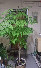 It can be grown cheaply and the leaves retain lots of moringa oleifera is a tree that is sometimes called the miracle tree. Moringa Tree Furniture Home Living Gardening Plants Seeds On Carousell