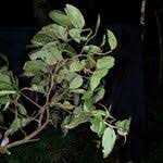 Image result for Klainedoxa