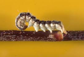 Image result for Cienfuegosia hildebrandtii