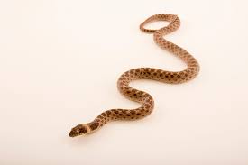 Image result for Hyparrhenia newtonii