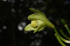 Image result for Heterotis amplexicaulis