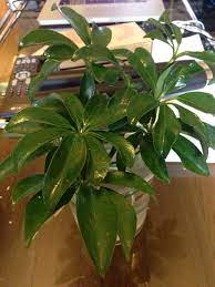 Propagating Schefflera Houseplant Schefflera You Can Propagate More Plants From Cuttings Use Perlite Hanging Plants Propagating Plants Container Gardening