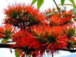 Image result for Combretum microphyllum