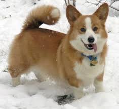 We did not find results for: International Corgis Part 2 Corgi Corgi Dog Corgi Breeds