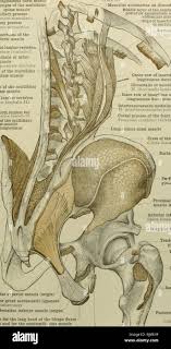 نتیجه جستجوی لغت [accessorius] در گوگل