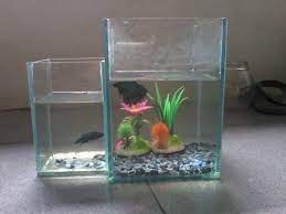 Dengan merakit aquarium sendiri kalian bisa lebih menghemat budget. Cara Membuat Model Aquarium Ikan Hias Cupang Nirwana Nusantara